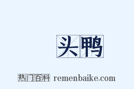 緑头鸭是什么意思的图片